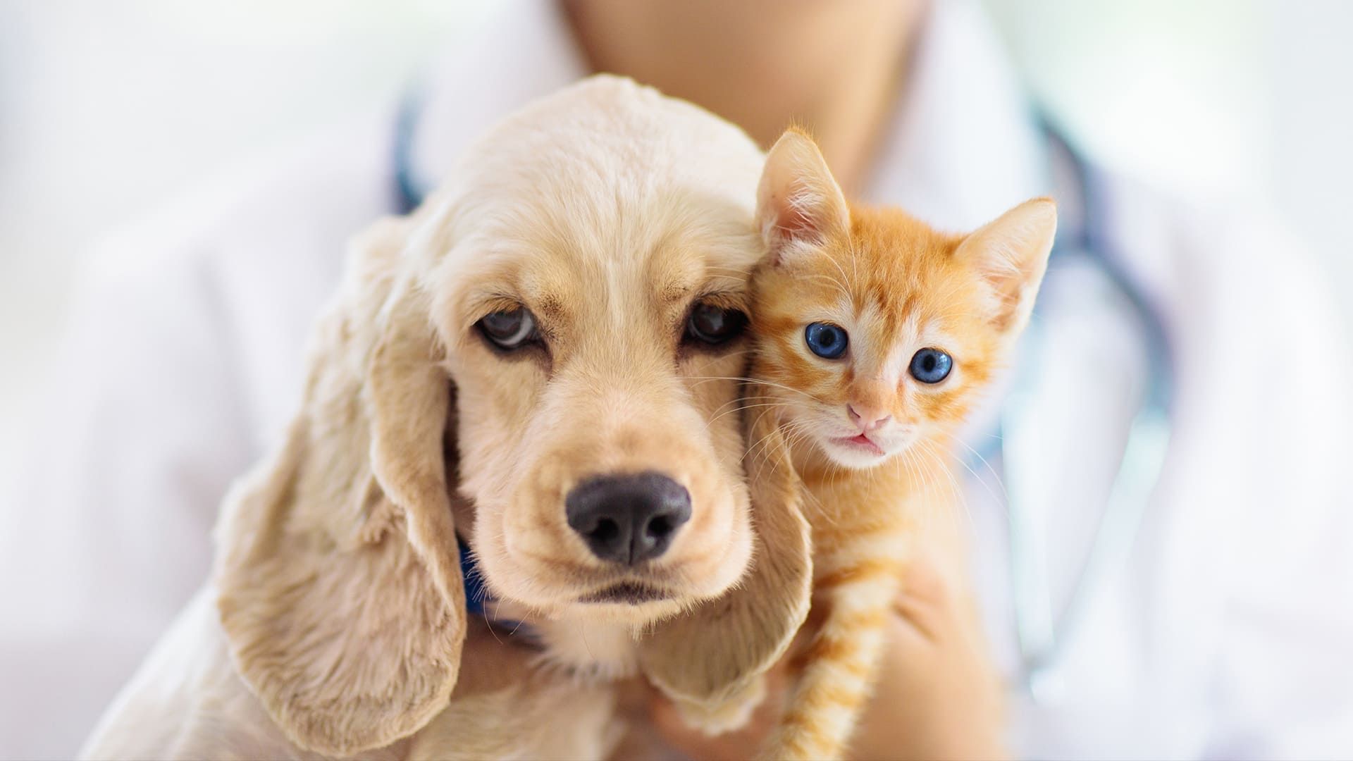 Compassionate Care: Finding the Right Animal Hospital in Kansas City, MO Area